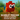 scarlet macaw