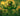 Plants Vs Brainrots>Godly>Carnivorous Plant Seed