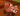 Red Panda - New pet