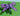 Mega Butterfly❄️10sx frre ❄️Grow a Garden❄️
