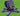 bundle queen bee + mimic octopus