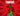 Tomatrio (Random Effect/Mutate Chance) + 1x Gift Random Secret Pet ⚡ Instant Delivery / Plants Vs Brainrots