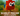 scarlet macaw