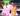 ✨Tipi Topi Taco + Gift Admin Locky Block✨ |Steal a Brainrot |⚡ Instant Delivery