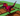 Nightmare Dilophosaurus AGE:100⚡15,000,000 Quadrillion (15 SX) Sheckles Gift ⚡Grow A Garden⚡Fast delivery