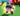 Rainbow Raccoon ⚡10 sx ⚡Fast delivery ⚡Grow a Garden⚡