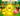 ⚡Golden Disco Bee + Golden Raccoon + Shocked Disco Bee ⚡ Grow a Garden ⚡️