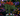 ⭐Stegosaurus + 25,000,000,000,000,000,000,000 Sheckles (25SX)⭐ |⛺ Grow a Garden |⚡ Instant Delivery