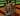 Tiger - New Pet