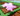 Glimmerin Spinosaurus⚡1000000000000000000000 1 sx Sheckles | Grow a Garden ⚡Fast delivery