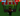 14 Quadrillion | Not Candy Blossom|Bone Blossom Fruit - Grow A Garden