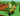 Rainbow T-REX⚡10000000000000000000000 10 SX Sheckles⚡Fast delivery | Grow a Garden ✨