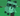 raccoonn2