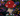 ⭐Shroomie + 25,000,000,000,000,000,000,000 Sheckles (25SX)⭐ |⛺ Grow a Garden |⚡ Instant Delivery
