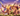 clash of clans
