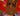 cookedowl