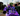 BattleNet⭐️BO6 & WZ4⭐️33 DARK MATTER⭐️STACKED⭐️Linkable To⭐️Steam⭐️Battle.Net⭐️PSN⭐️Dark Spine ⭐️Master
